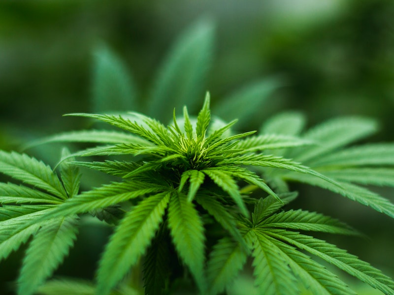 Drug testing in the era of medical marijuana